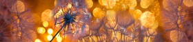 Кухонный фартук Мерцание Одуванчики золотистые 3 серебро в Мирном - mirnyj.katalogmebeli.com | фото